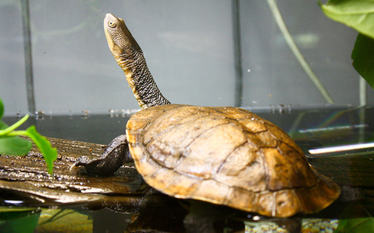 Eastern Long Neck Turtle Image Abyss