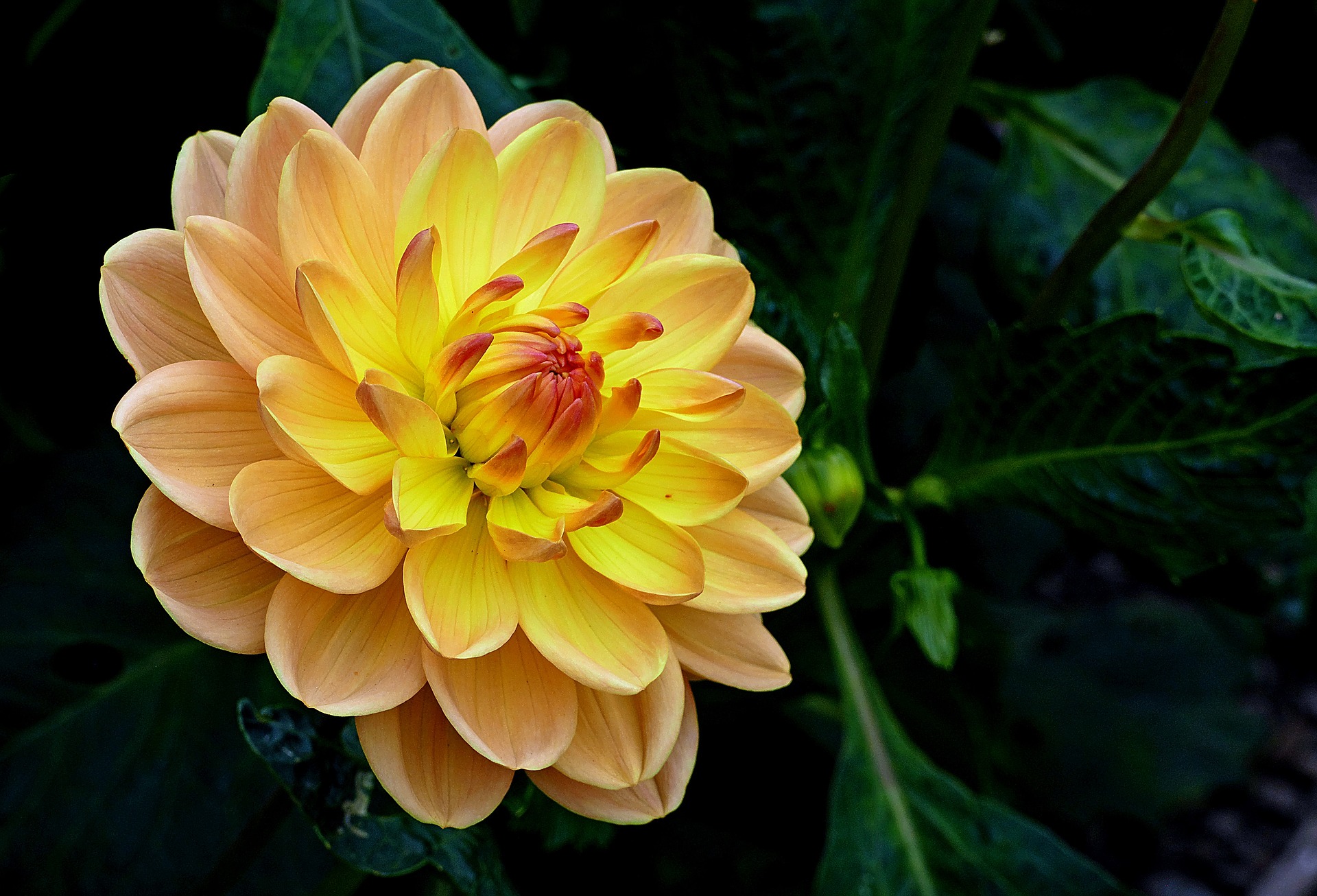 Yellow Dahlia Image Abyss