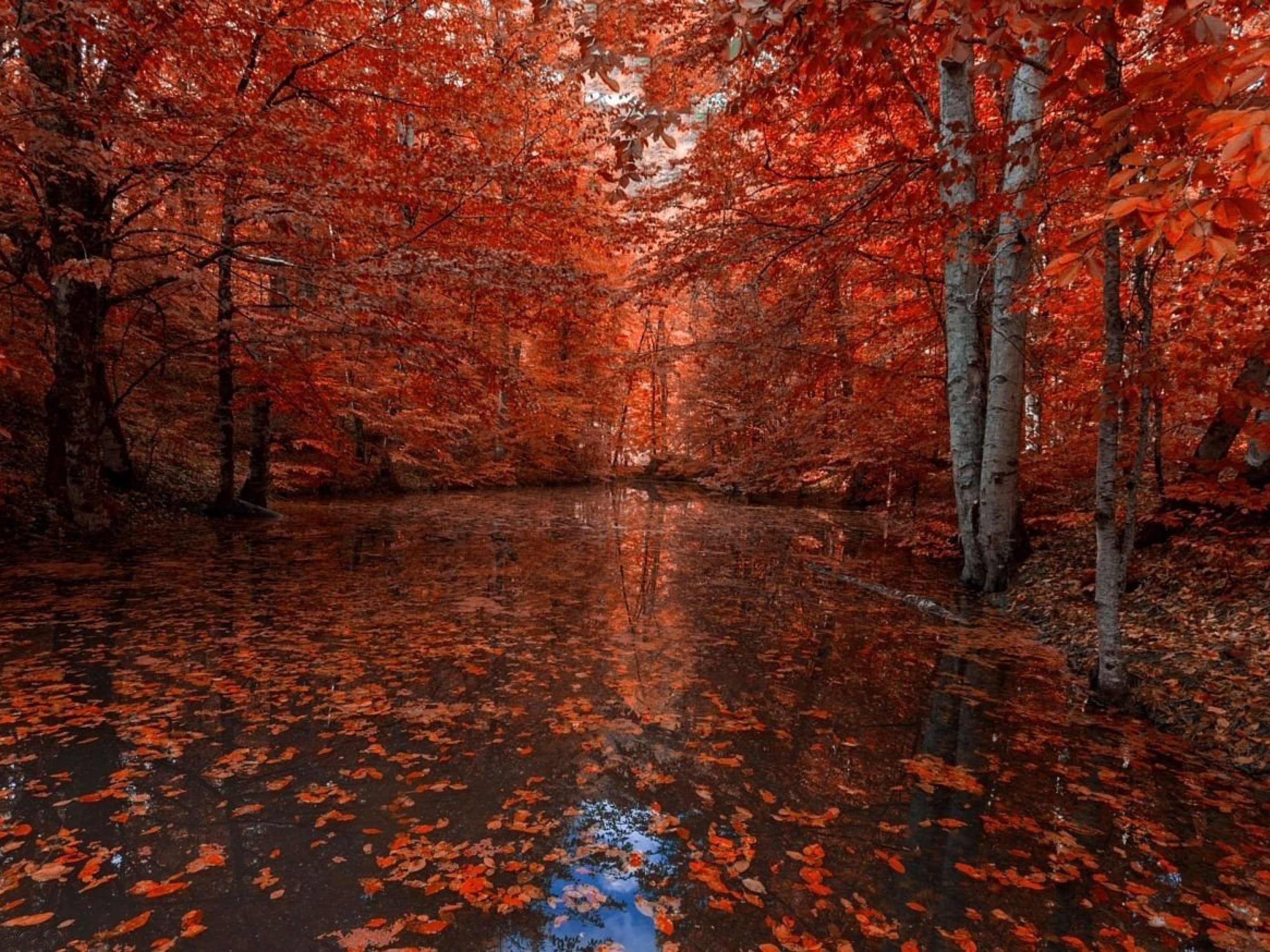 Road on a Rainy Autumn Day Image ID 342835 Image Abyss