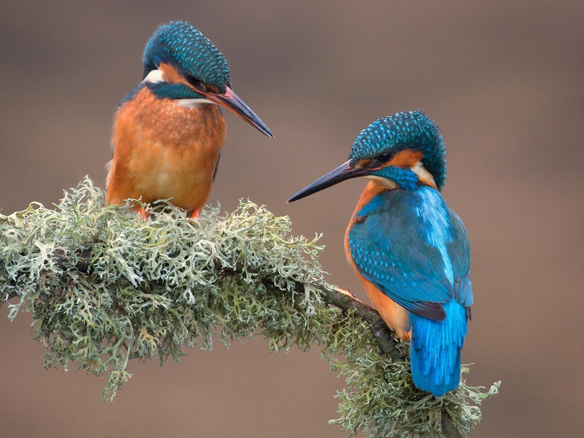 Pair of Kingfishers Image Abyss