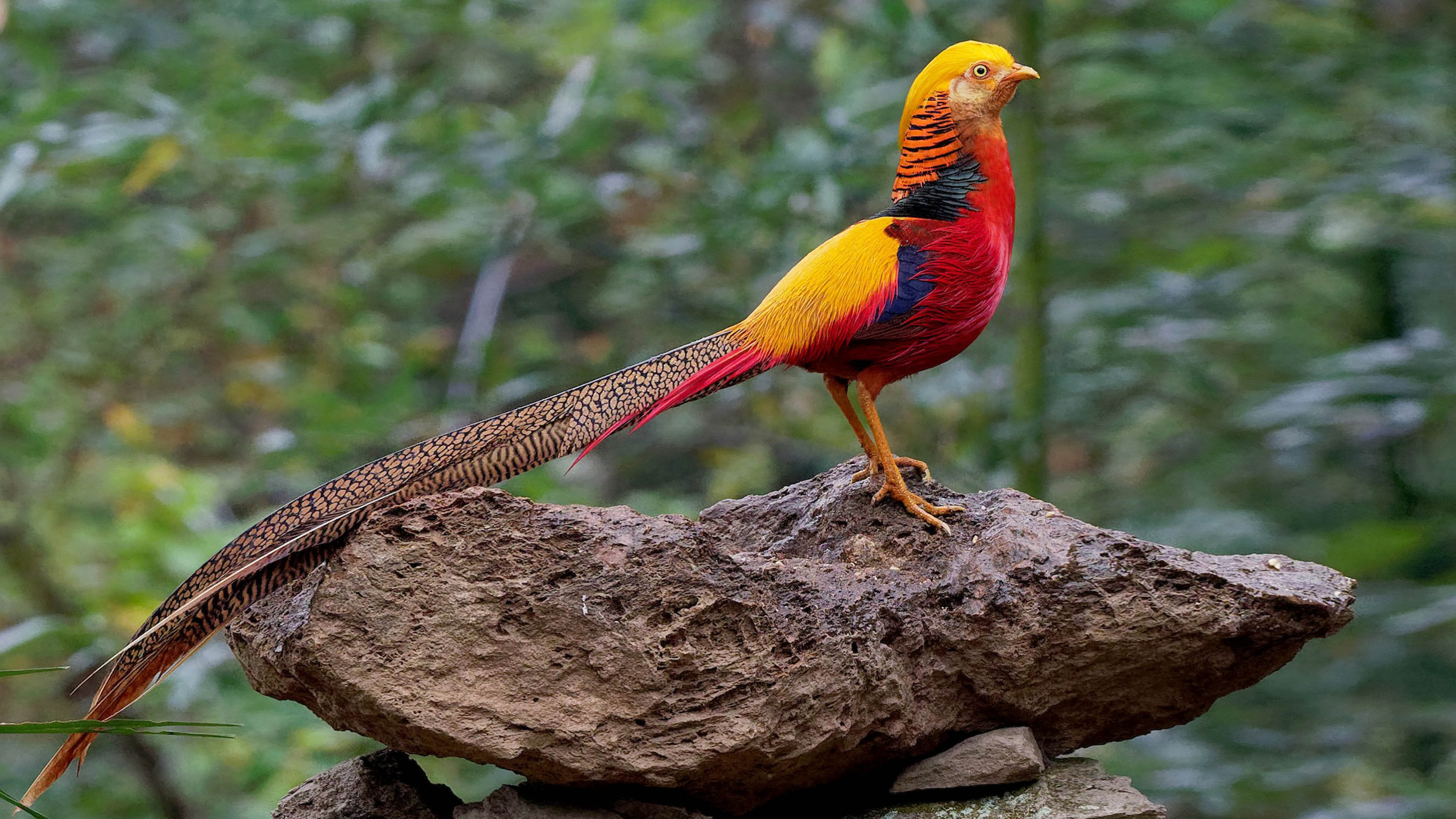Golden Pheasant Image ID 362243 Image Abyss