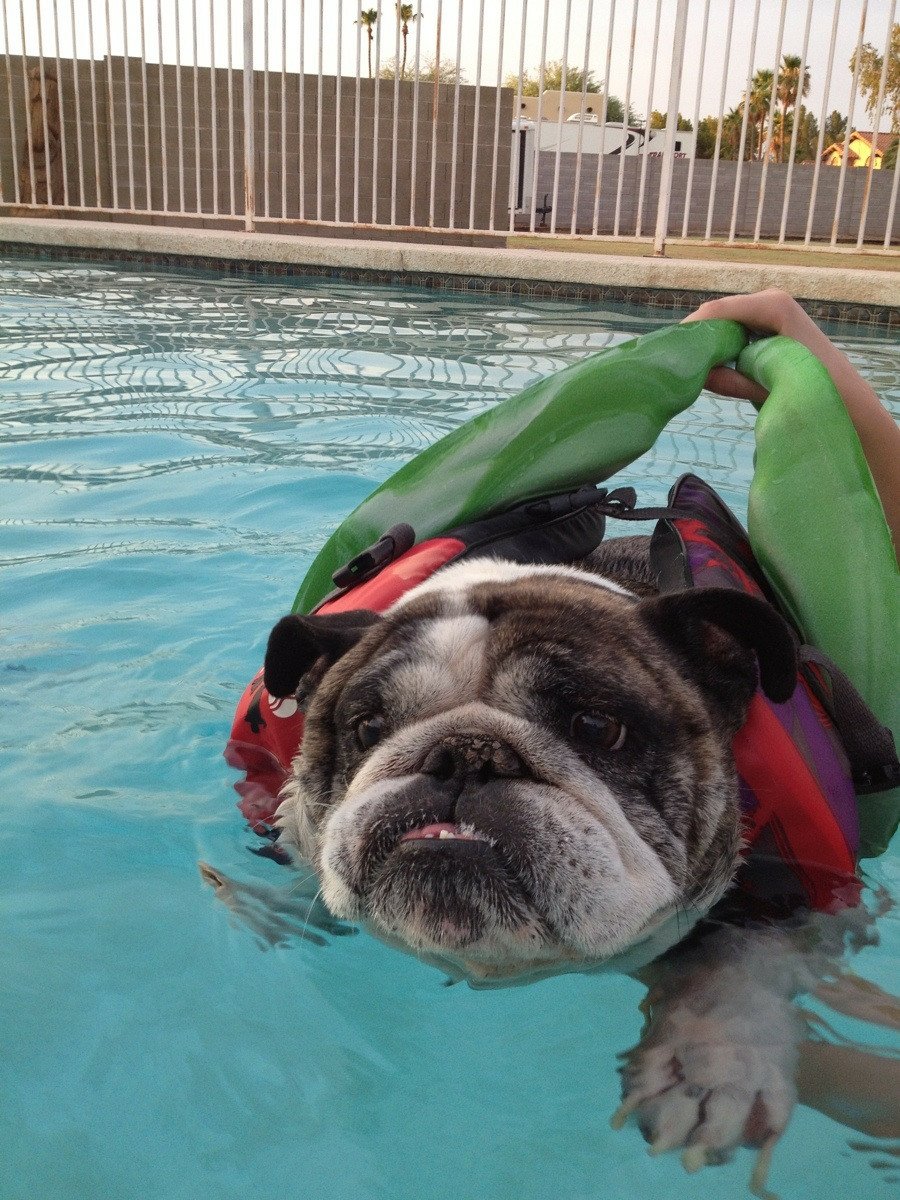 Bulldog Swimming With Life Jacket Image ID 367 Image Abyss