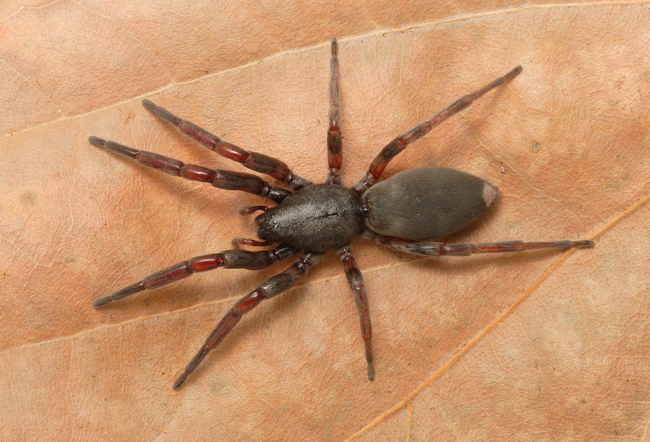 white tail spider Picture Image Abyss