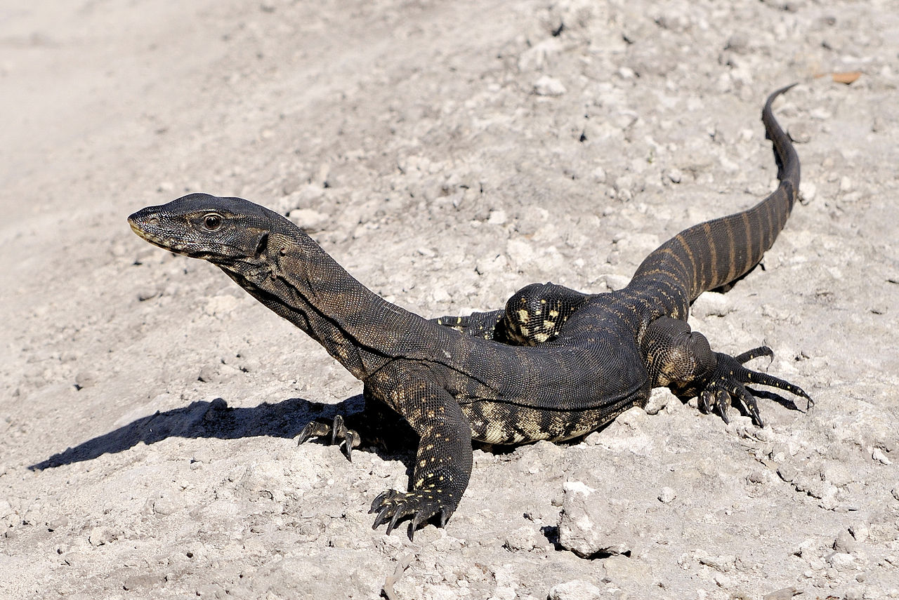 goanna Image ID 387241 Image Abyss