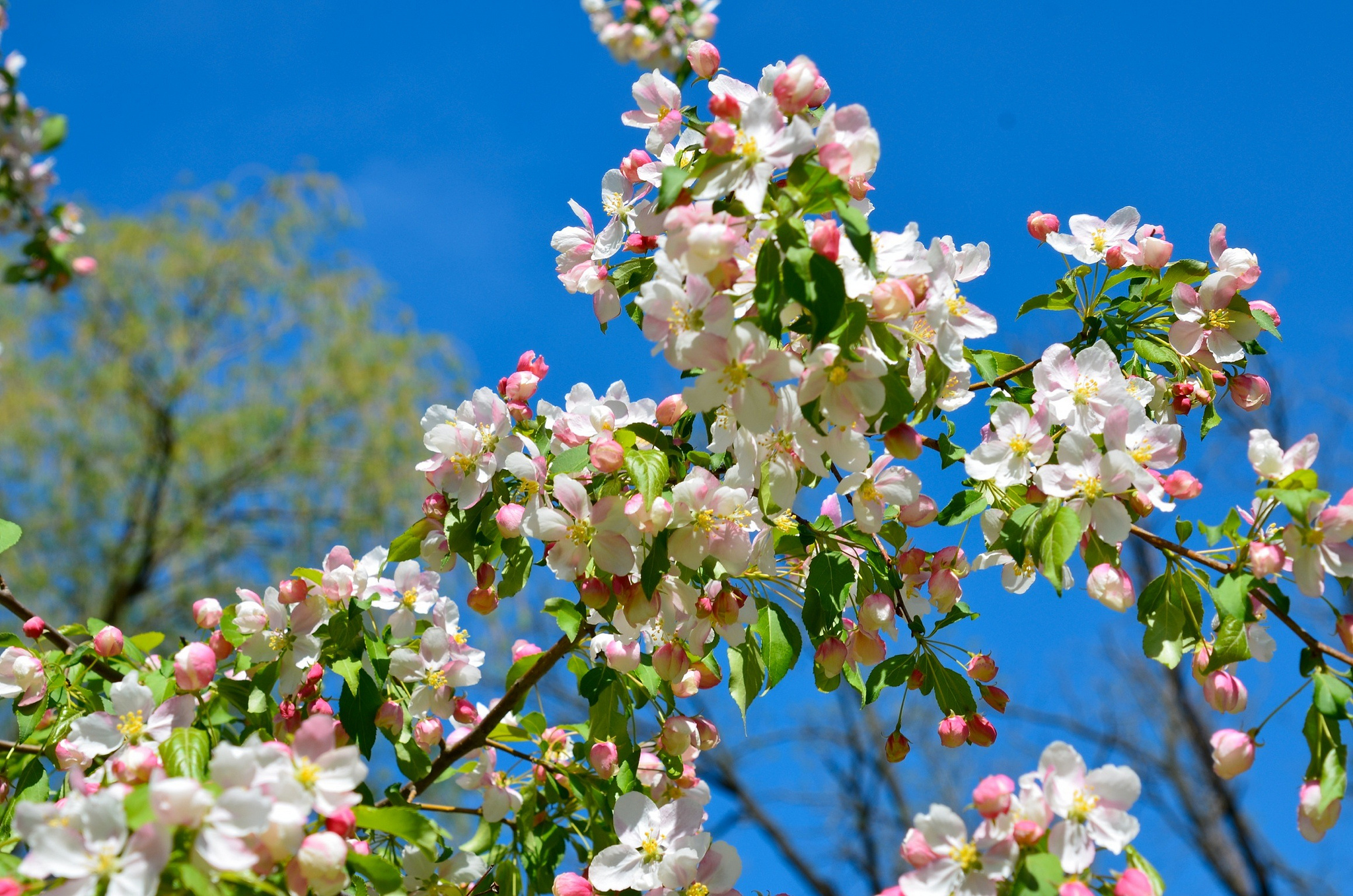 Download Apple Blossom Spring Branch Nature Blossom Image