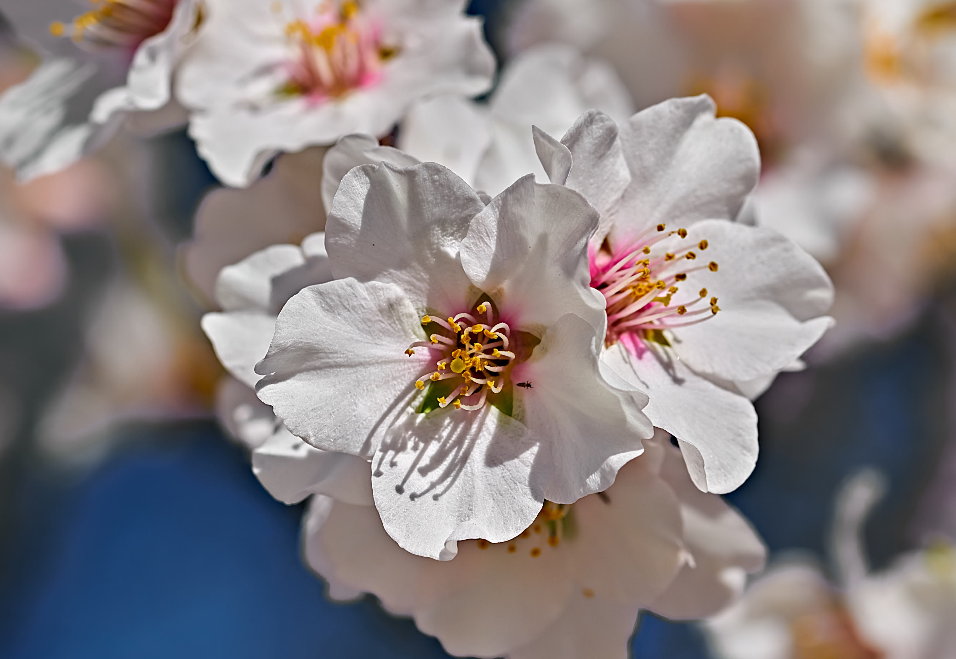 Download Nature Blur Flower Close-up Blossom Image