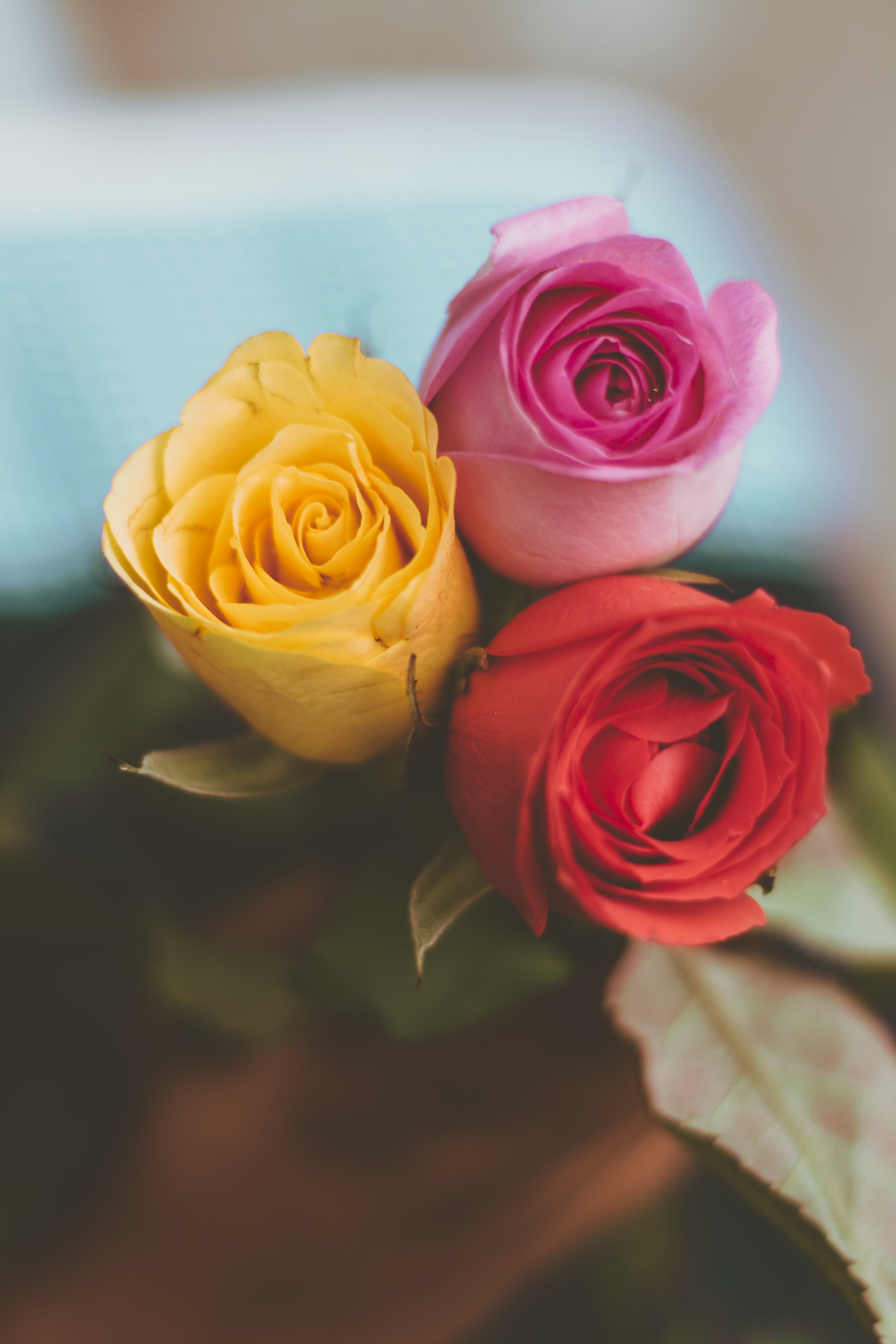 Three Colorful Roses Wrapped Together Image Abyss