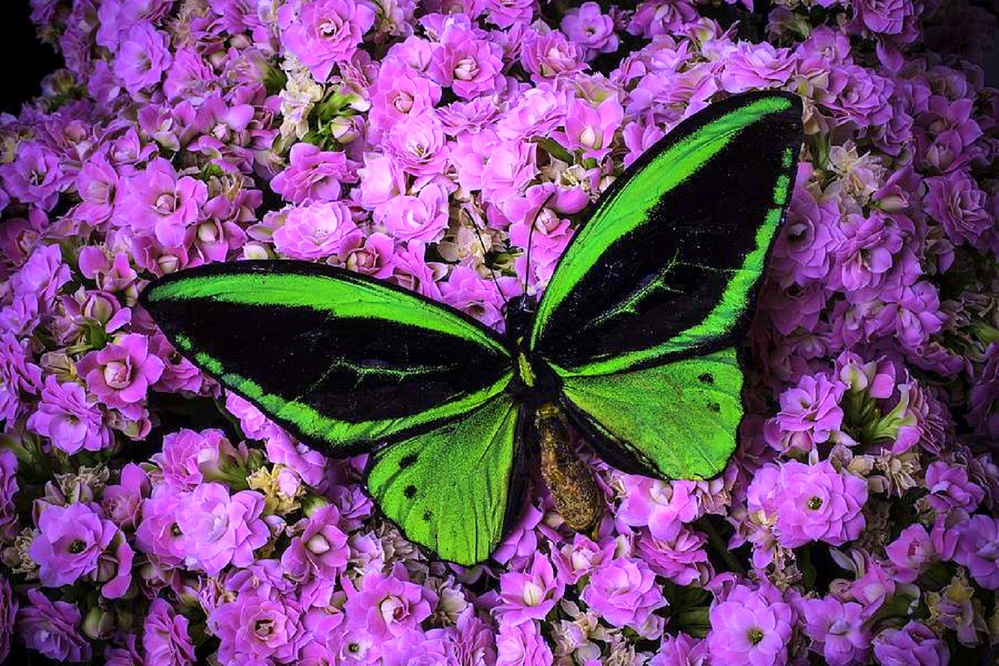 Green Butterfly on Purple Flowers Image ID 4832 Image Abyss