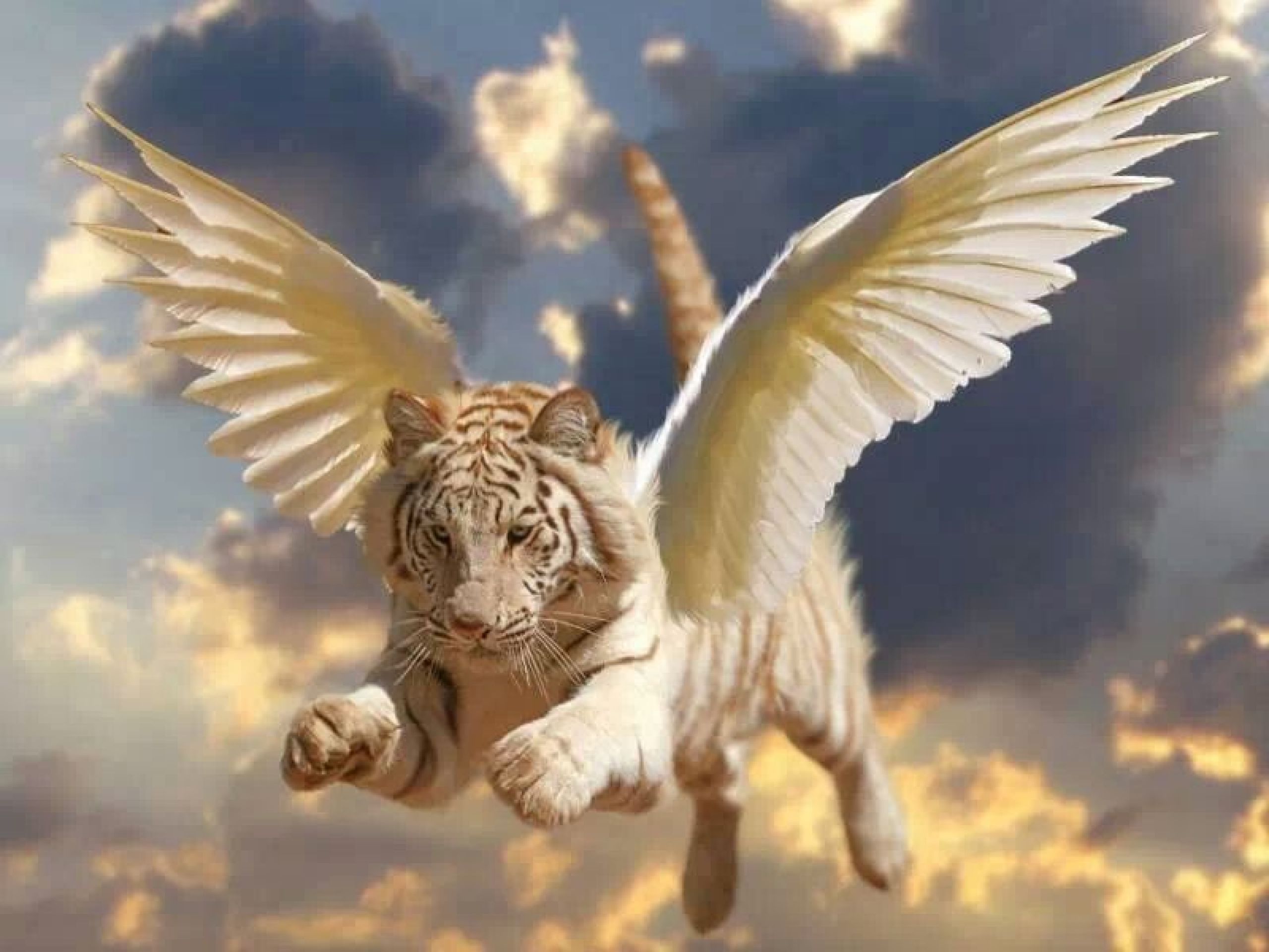 Tiger with wings Image Abyss