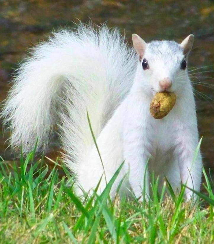 Rare white squirrel Image Abyss