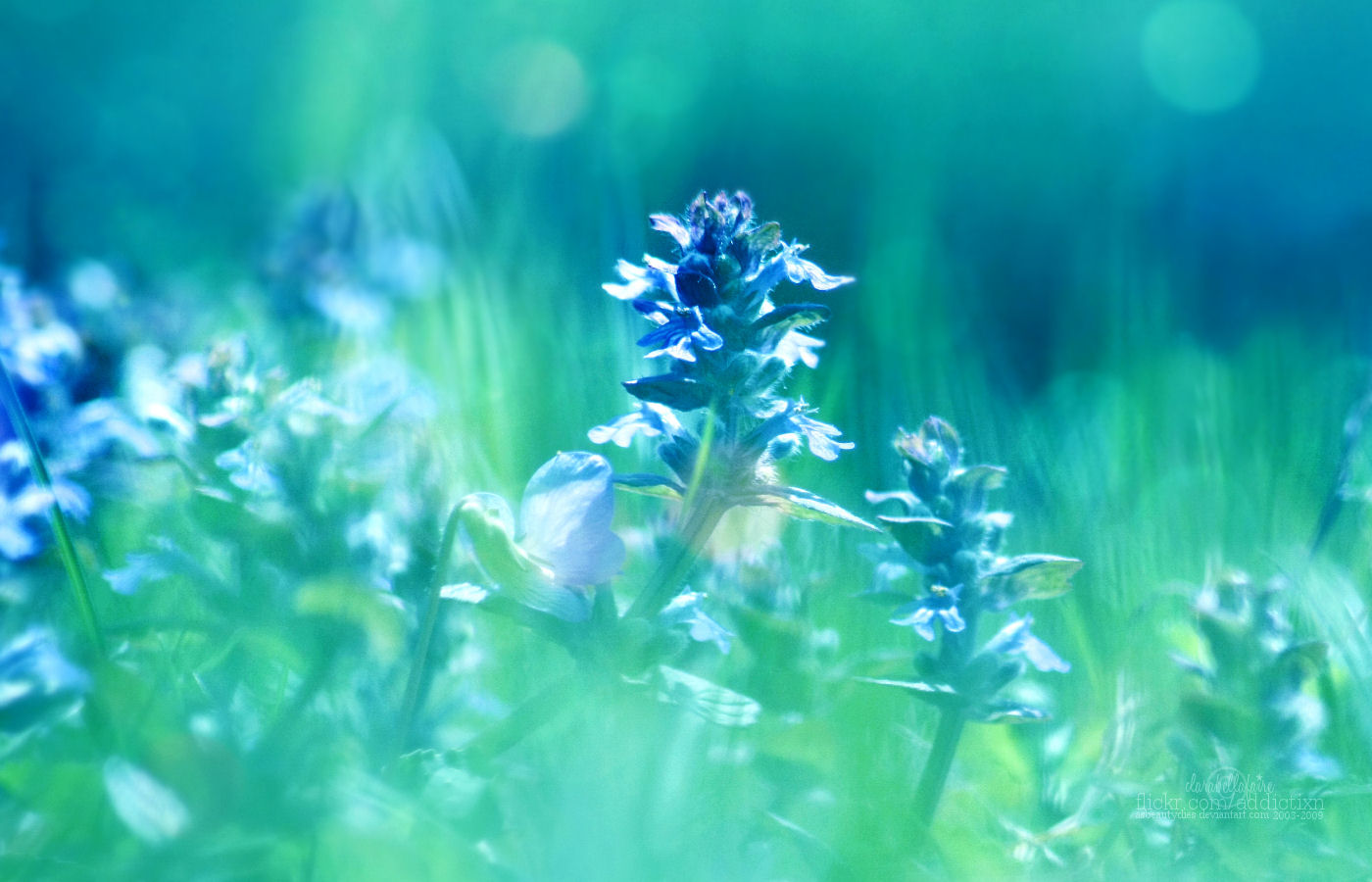 Blue Flowers in Bloom Image Abyss