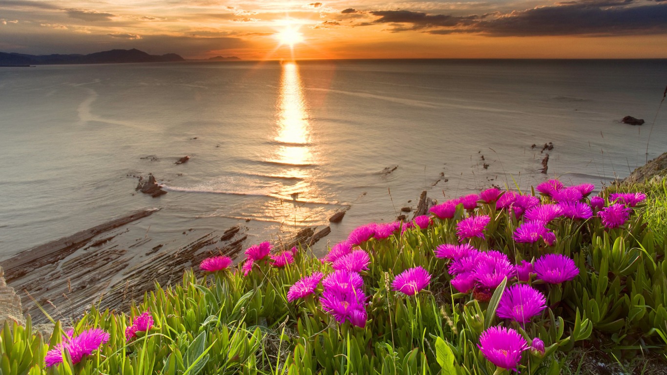 Flowers By The Sea Image Abyss