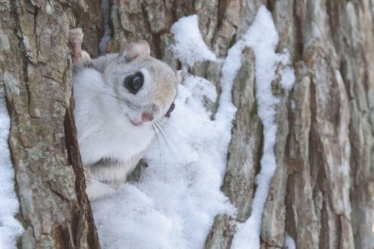 Japan, Hokkaido flying squirrel Image Abyss