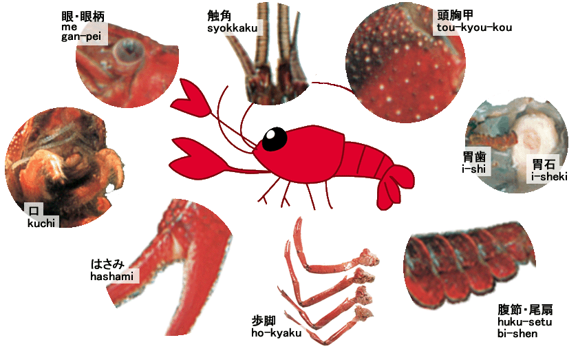 ザリガニ ショップ＋ラボラトリー ぴちぴよ/ザリガニの体のつくり