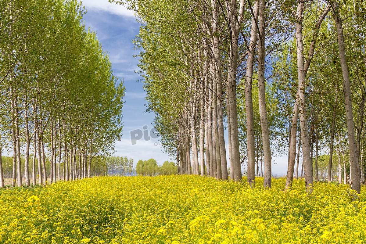 Poplar Tree field Pickawall