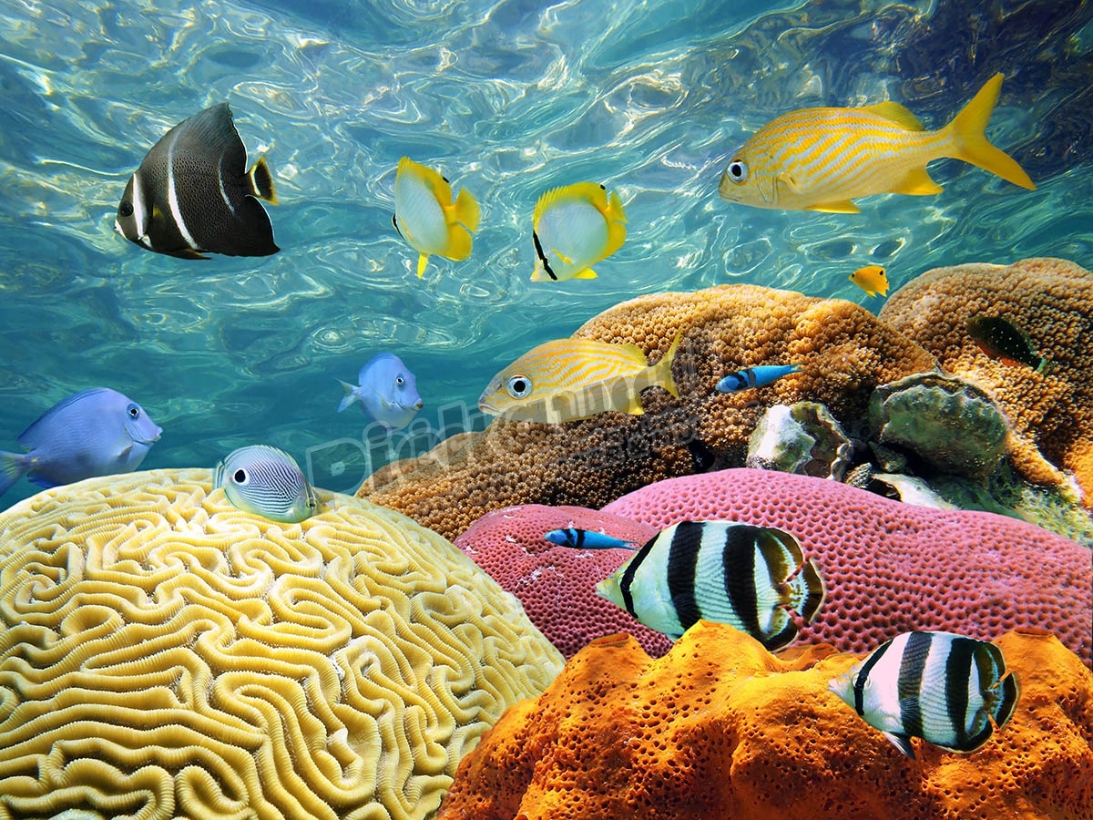 Underwater Coral Scene Pickawall