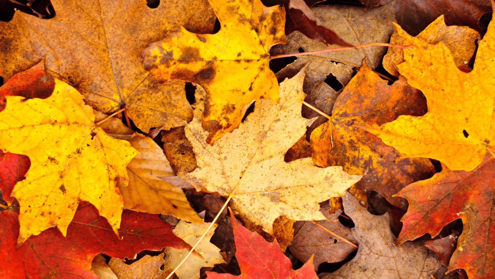 Commercial Point Village Office Pickaway County Visitors Bureau