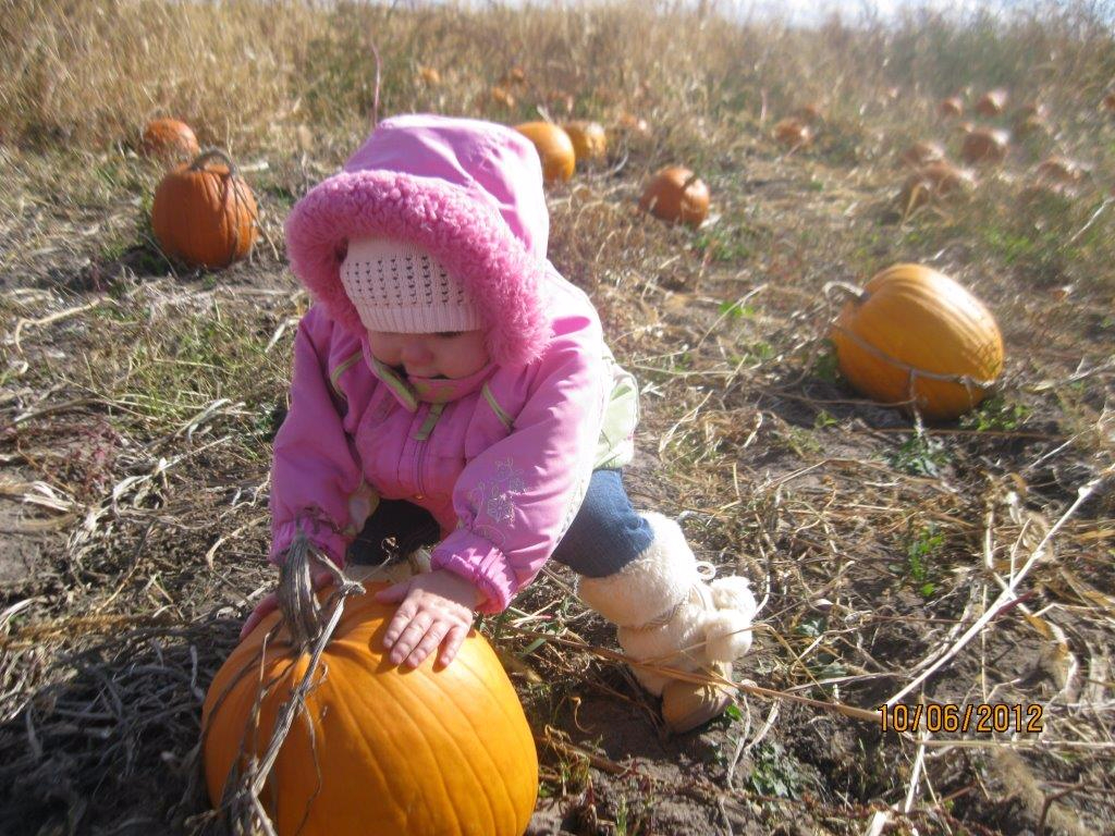 Pumpkins/Hayrides BerryLand Call 9208267297