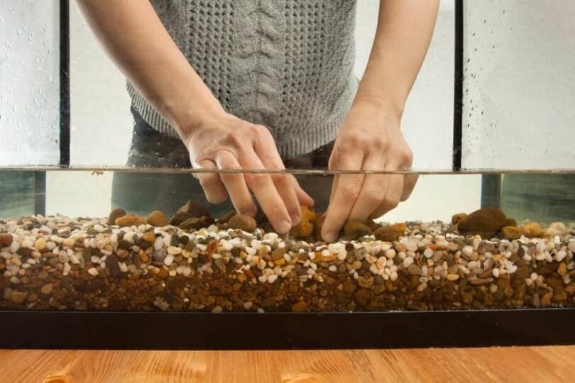 How to Clean Fish Tank Gravel Without a Vacuum 2 Most Effective Ways