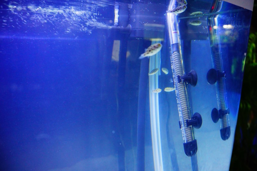 6 Best Heaters for Betta Fish Reviewed in Detail (Fall 2024)