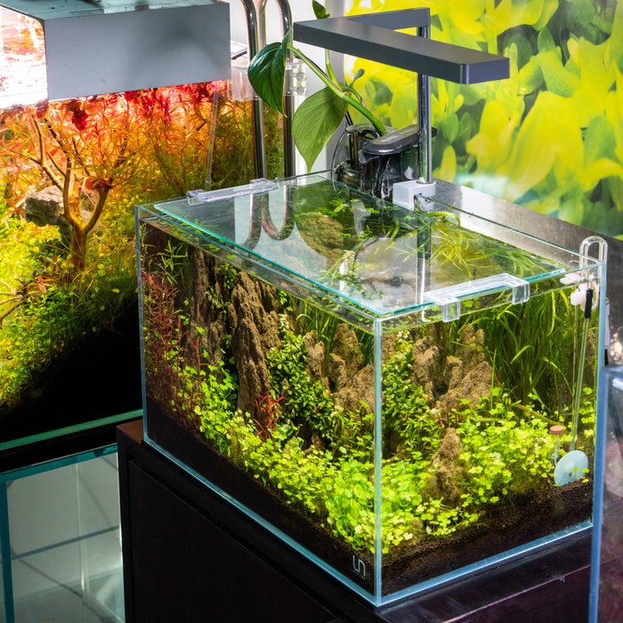 8 Best Rimless Aquariums InDetail Review (2021) (Fall 2023)