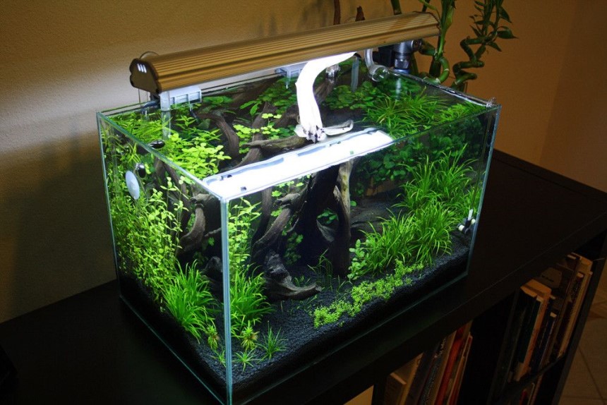 8 Best Rimless Aquariums InDetail Review (2021) (Fall 2023)