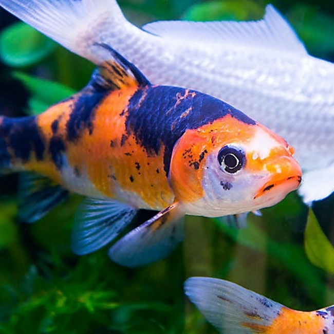 Can Koi Fish Live in a Tank? Making Perfect Aquarium for Carps