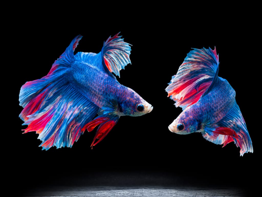 Can Two Male Betta Fish Live Together? 5 Tips that Can Help