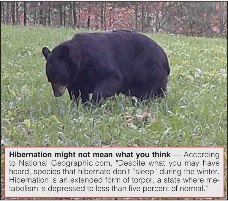 Yes Boo Boo, bears do hibernate in north Ga.