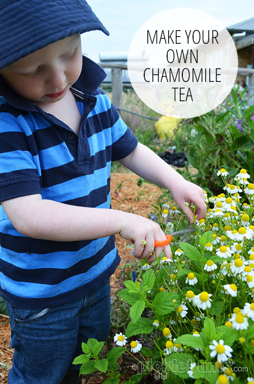 Making Homemade Chamomile Tea Picklebums