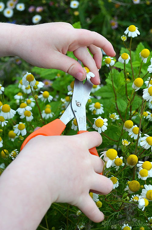 Making Homemade Chamomile Tea Picklebums