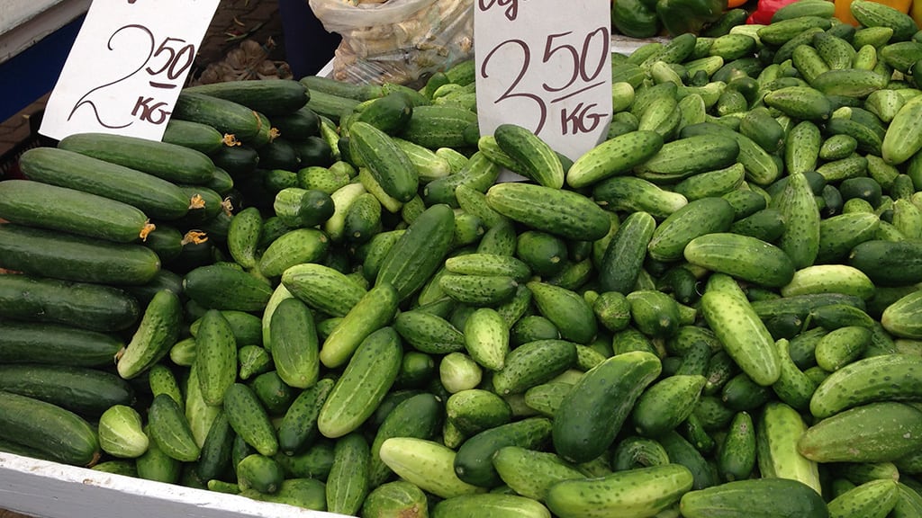Picking the Best Types of Cucumbers for Pickling Pickle Wiki