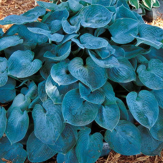 Hosta Hadspen Blue Pickmere Perennials