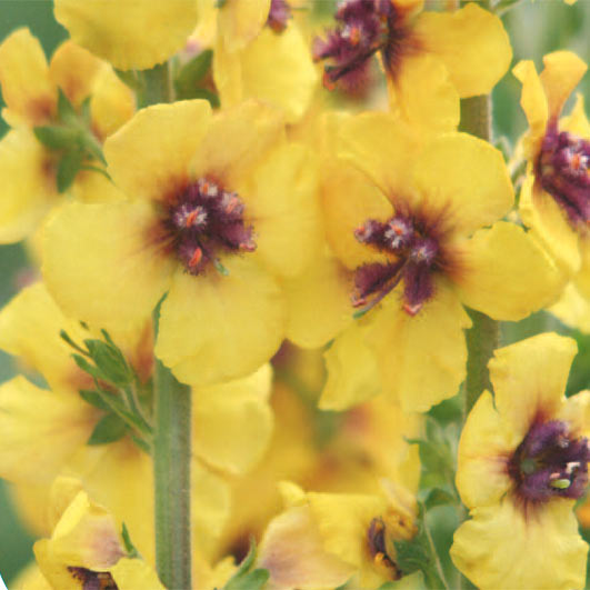 Verbascum Cotswold Queen Pickmere Perennials