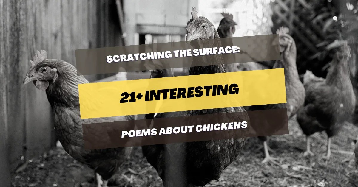21+ Poems About Chickens Scratching The Surface Pick Me Up Poetry