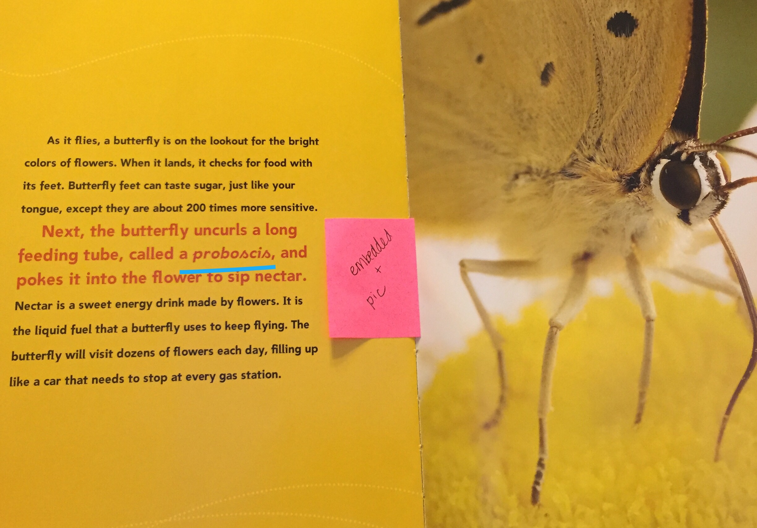 Skill Spotlight Vocabulary in Informational Text Pick of the Lit