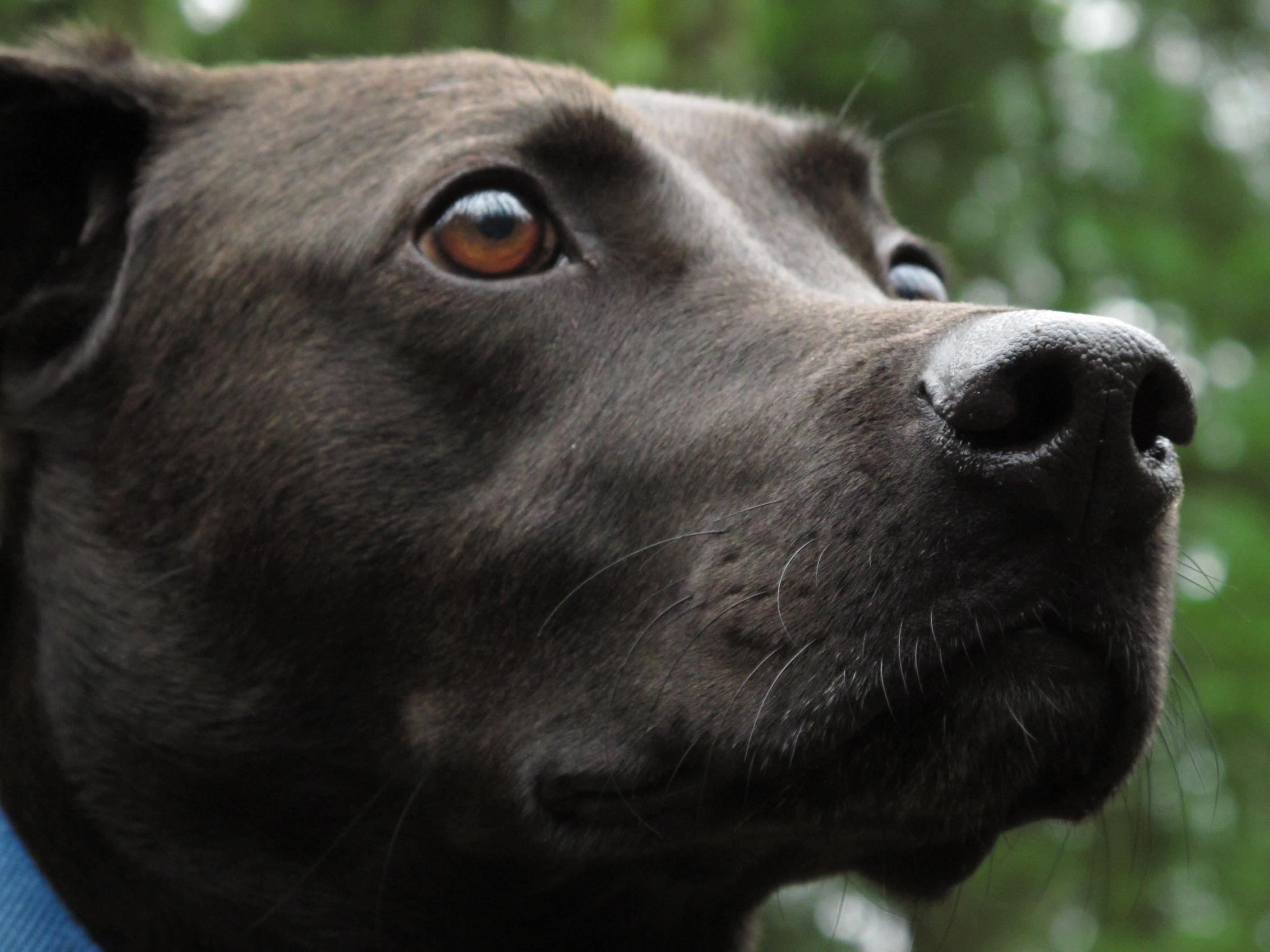 Do dogs perceive beauty? And if so, how does this perception manifest