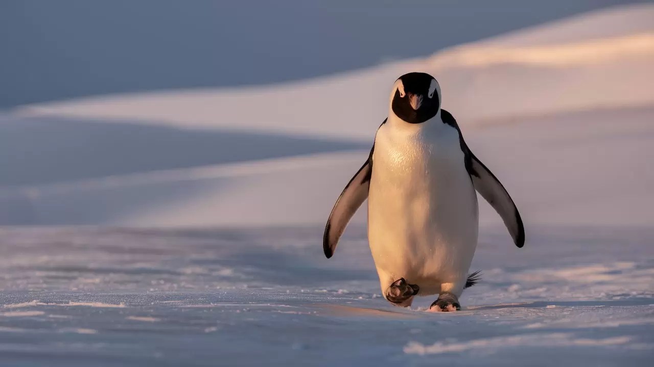 80+ Penguin PickUp Lines