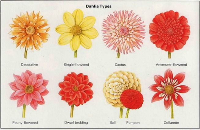 Dahlia Identification Chart