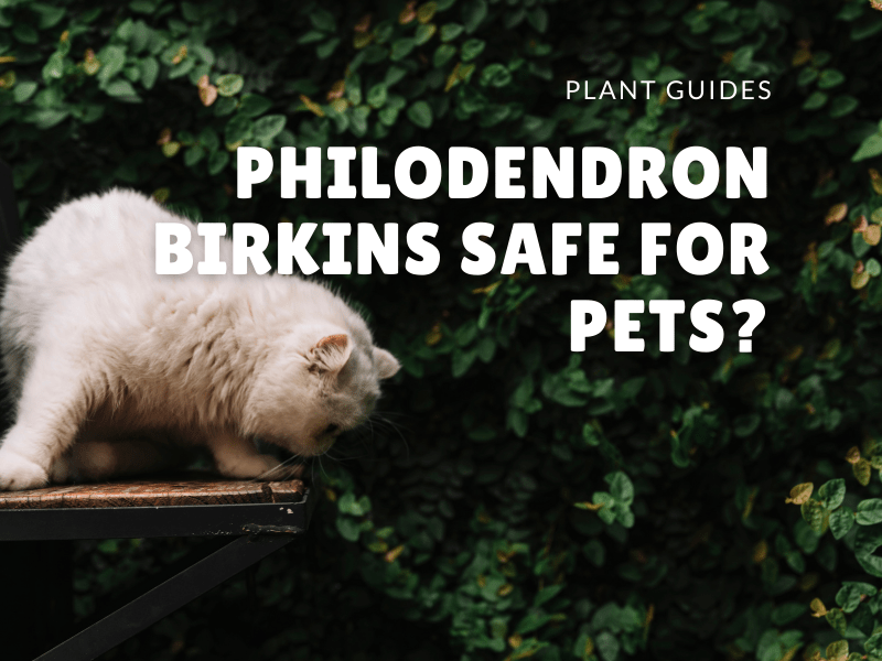 Are Philodendron Birkins safe for pets? Picky Prickly Plants
