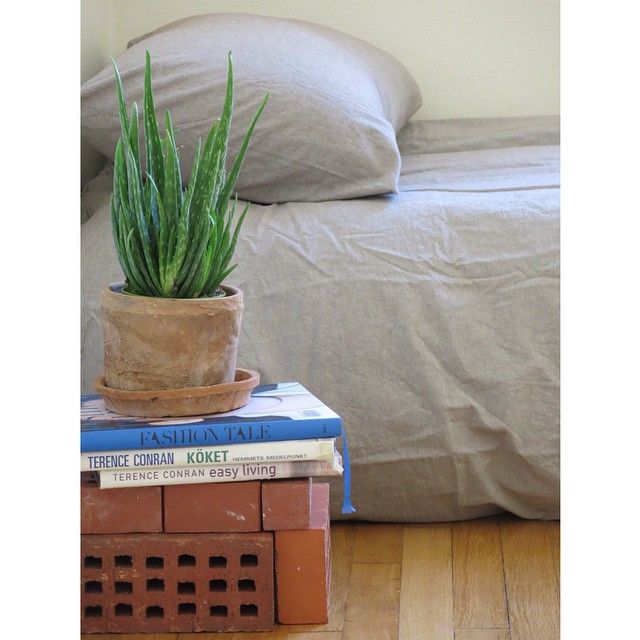 Bedside Plants for Better Sleep • Picky Stitch