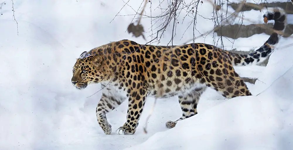 Top 10 Rarest Animals in the World 2020 (Weird list)