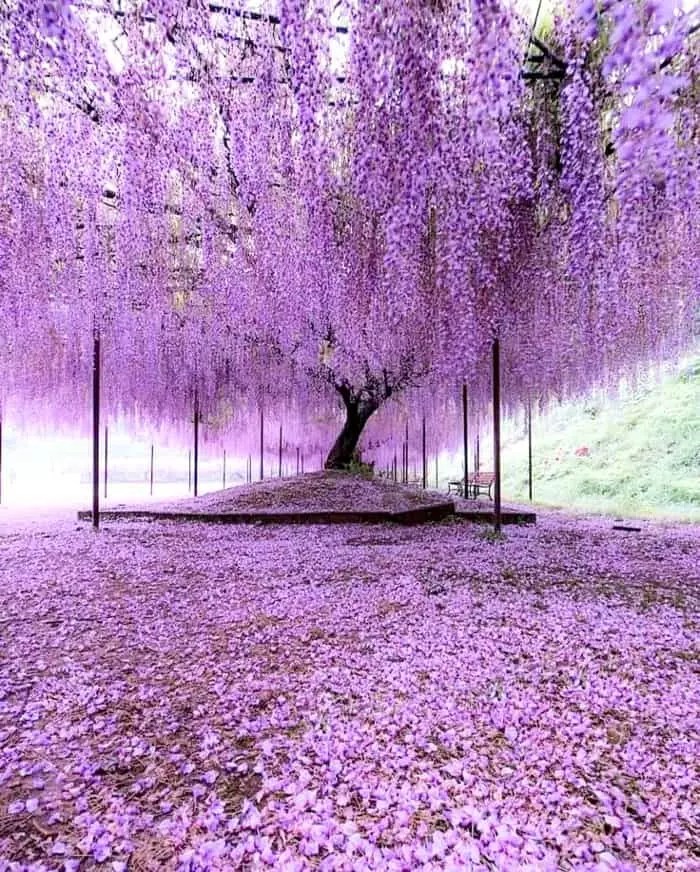 Top 10 Most Beautiful Trees in the World