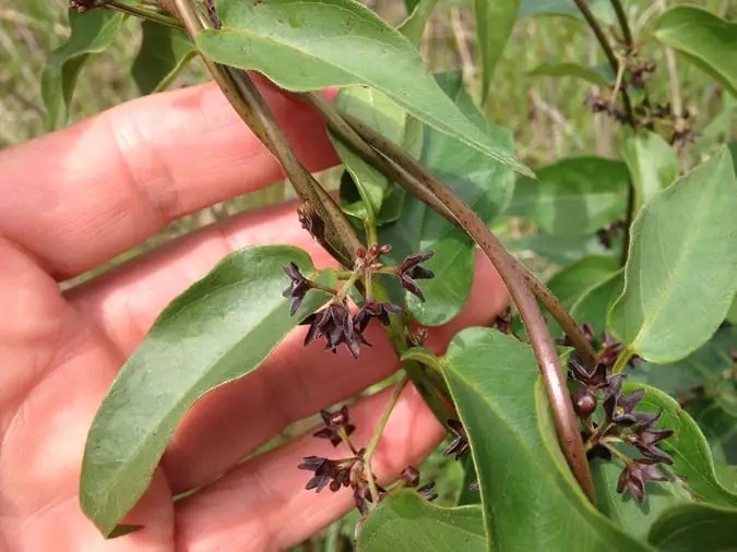 Top 10 Smallest Flowers in the World
