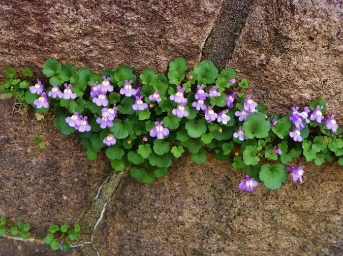 Top 10 Smallest Flowers in the World
