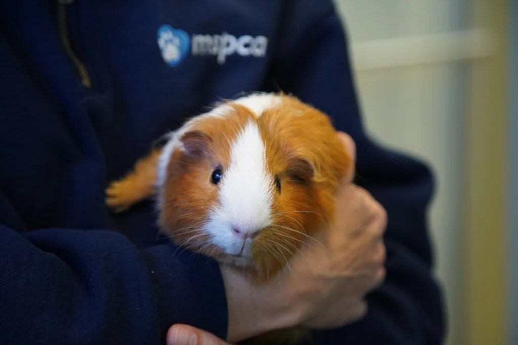 Top 10 Friendliest Animals in the World