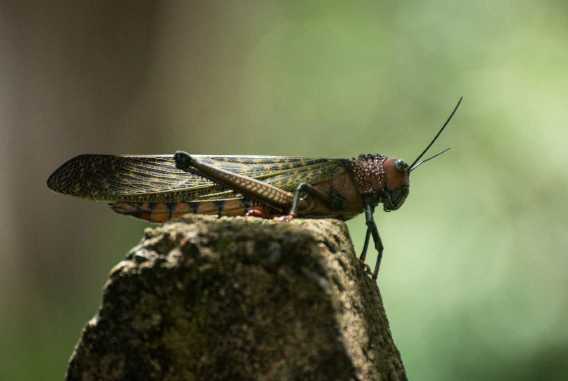 ECO PICO Pico Mar Property Management