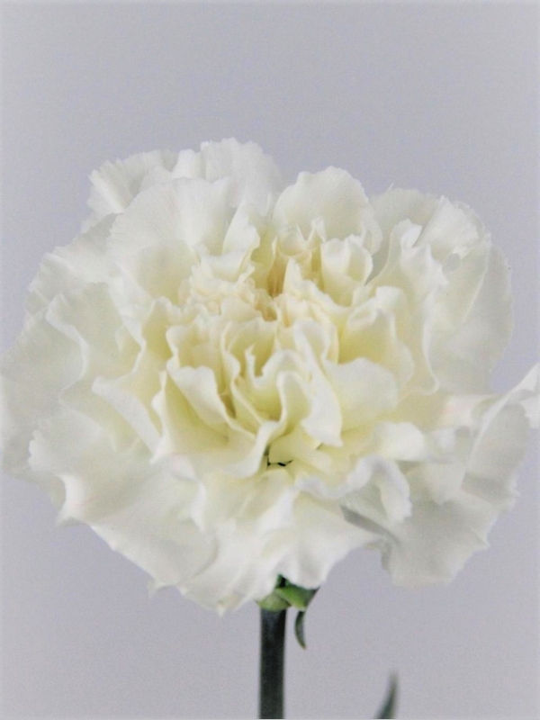 Claveles Flores a la carta. Te las llevamos a domicilio.