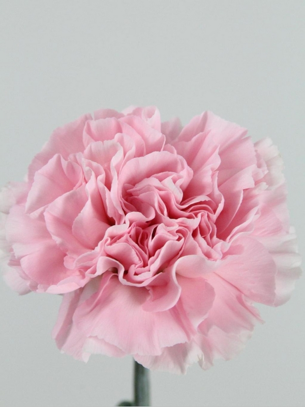 Claveles Flores a la carta. Te las llevamos a domicilio.