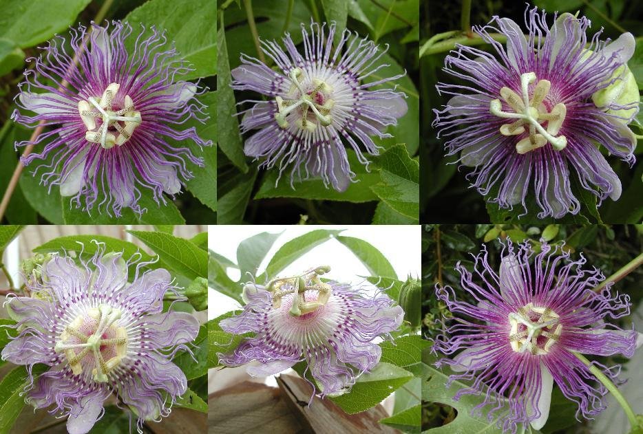 PlantFiles Pictures Passiflora Species, Apricot Vine, Maypop, Purple